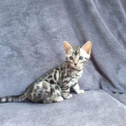 Bengal Cat Wallpapers High Quality