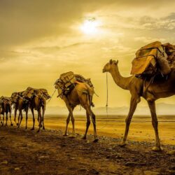 Wallpapers sunset, camels, caravan image for desktop