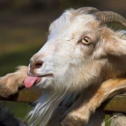 40 units of Goat Picture