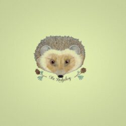 Hedgehog Pictures, Top on REuuN Wallpapers