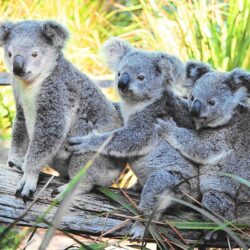 Fluffy Koalas HD Wallpapers