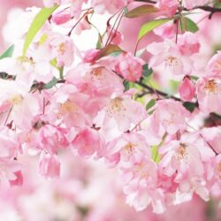 Sakura Flower wallpapers