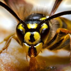 What’s the Difference Between a Hornet and a Wasp