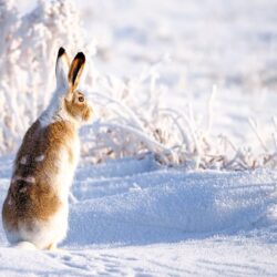 Wallpapers winter, snow, hare image for desktop, section