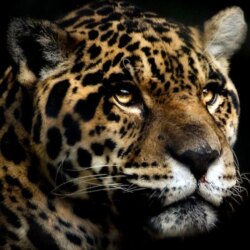 24 Jaguar Wallpapers Download