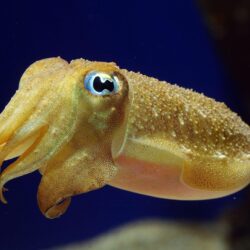 9 Cuttlefish Wallpapers
