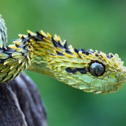 Bush viper snake Wallpapers