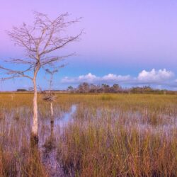 Pink Sunset, Wetlands, Everglades National Park ❤ 4K HD Desktop