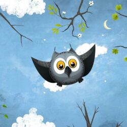 May Owl Flight Wallpapers