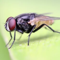 Musca Domestica Wallpapers High Quality