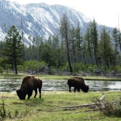 Wallpapers American buffalo Nature Mountains Forests Grass