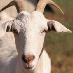 Goats HD wallpapers