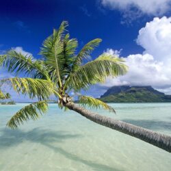 The Palm Tree on beach in panama wallpapers and image
