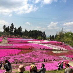 The Pink Paradise: Shibazakura Festival in Hitsujiyama Park