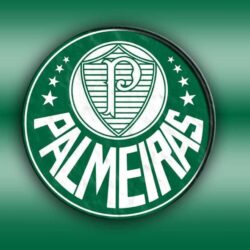 Papel de parede Palmeiras fotos grátis