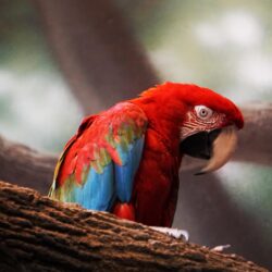 Macaw Parrot Closeup, HD Birds, 4k Wallpapers, Image, Backgrounds