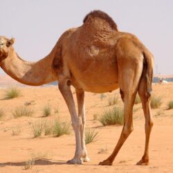 Camel Wallpapers HD Pictures