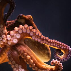 Octopus 4k Ultra HD Wallpapers