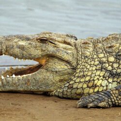29 Recent Crocodile Pictures