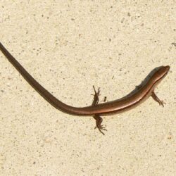 Free picture: little, brown, skink, ground, skink, scincella