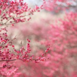 Japanese Sakura Cherry Blossom Wallpapers