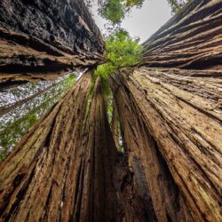 Tall Trees Grove Trail, Redwood