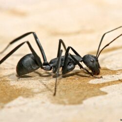 Black Ants Vs Carpenter Ants