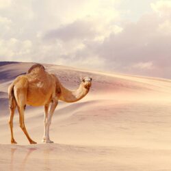 Camel Wallpapers HD Backgrounds, Image, Pics, Photos Free Download