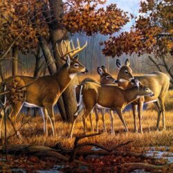 Deer Wallpapers 10