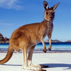 Kangaroo Wallpapers High Quality Download Free