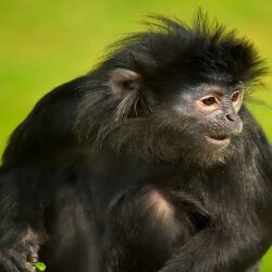 Spider Monkey Wallpapers