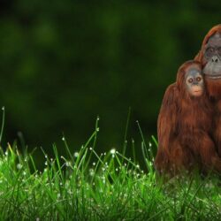 Orangutan HD Wallpapers 31614