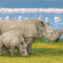 white rhinoceros pictures