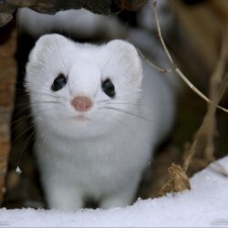 nature, snow, animals, National Geographic, weasels