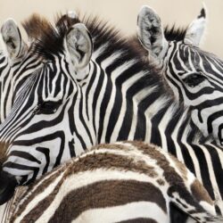 Wallpapers with a group of zebras
