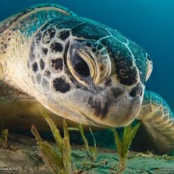Green Sea Turtle Picture