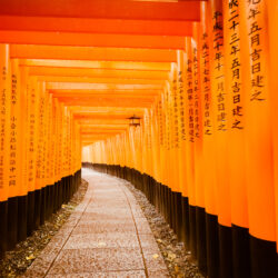 Torii Gates in the Rain at Fushimi Inari