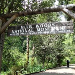 Muir Woods: A Guide To The Magnificent Redwood Forest