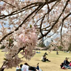 Cherry Blossom Viewing at Shinjuku Gyoen E – Jet. Set. GO!