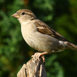 File:Female House Sparrow