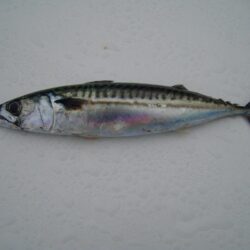 File:Atlantic mackerel fish