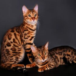 6 Bengal Cat HD Wallpapers