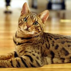 Cute Bengal Cat widescreen wallpapers