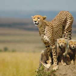 20 HD Cheetah Wallpapers