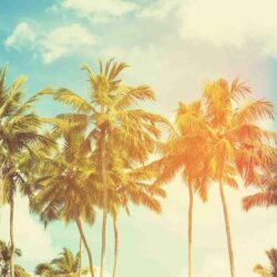 Palm Tree Wallpapers 13