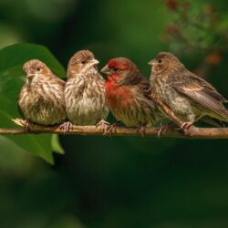 Wallpapers birds, branch, family, finches image for desktop