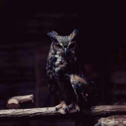 owl wallpapers