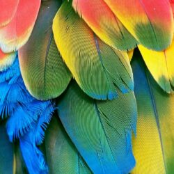 Parrot Wallpapers