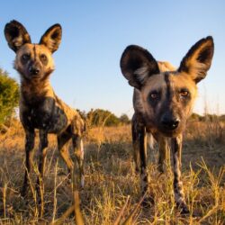 Wallpapers nature, animals, African Wild Dogs image for