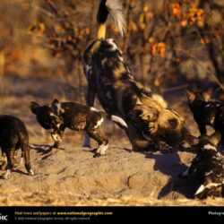 Free download African Wild Dog Picture African Wild Dog